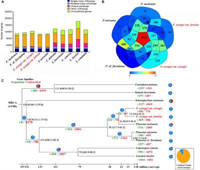 Pleurotus eryngii Genomes Reveal Evolution and Adaptation to the Gobi Desert Environment